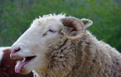 英国羊群误食大麻集体傻笑:脸都笑歪了4 英国羊群误食大麻集体傻笑:脸都笑歪了4