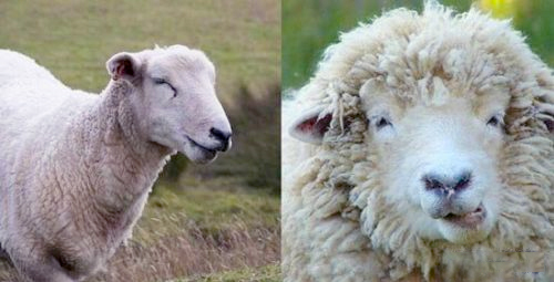 英国羊群误食大麻集体傻笑:脸都笑歪了3 英国羊群误食大麻集体傻笑:脸都笑歪了3