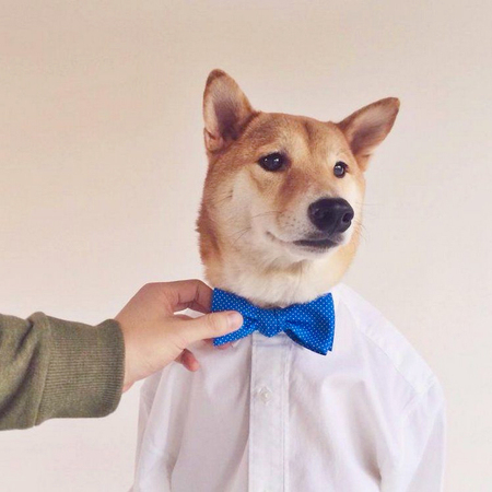 月入九万的狗模-汪星高富帅令人十分不淡定9 月入九万的狗模-汪星高富帅令人十分不淡定9