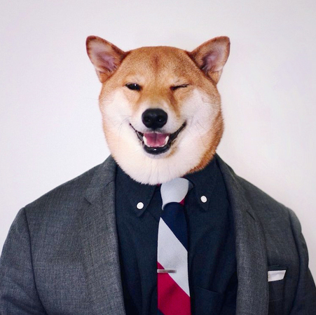 月入九万的狗模-汪星高富帅令人十分不淡定7 月入九万的狗模-汪星高富帅令人十分不淡定7