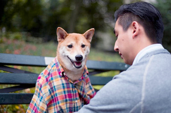 月入九万的狗模-汪星高富帅令人十分不淡定4 月入九万的狗模-汪星高富帅令人十分不淡定4