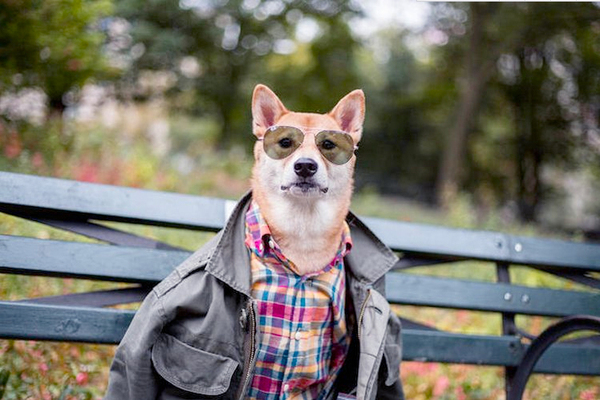 月入九万的狗模-汪星高富帅令人十分不淡定3 月入九万的狗模-汪星高富帅令人十分不淡定3