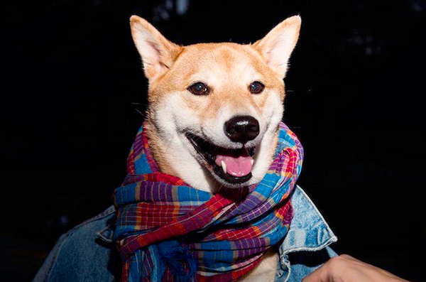 月入九万的狗模-汪星高富帅令人十分不淡定2 月入九万的狗模-汪星高富帅令人十分不淡定2