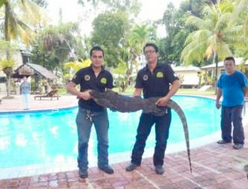 2.3米壁虎闯进泳池吓坏游客-爸是哥斯拉？2