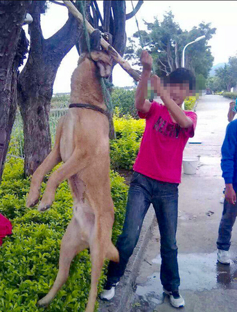 男子将狗吊树上虐杀-称:老子喜欢2 男子将狗吊树上虐杀-称:老子喜欢2