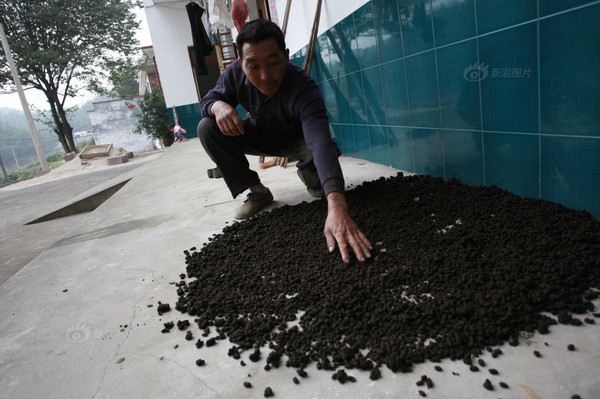 村民王先生在晾晒刚从山上采集回来羊粪，王先生说这是给他患有妇科疾病的妹妹晾晒的。