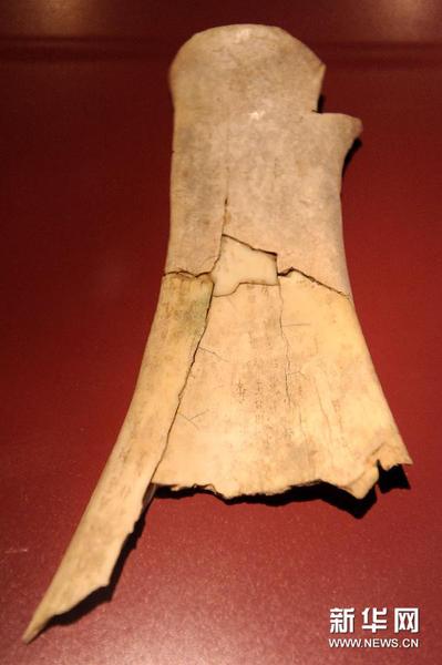 这是在安阳殷墟博物馆内拍摄的刻有卜辞的牛肩胛骨（10月30日摄）。