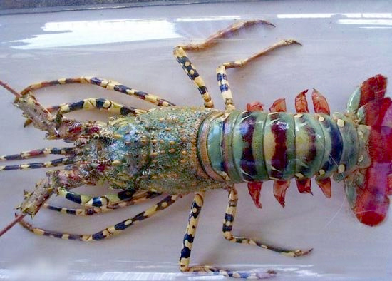 1米长锦绣龙虾卖出60万天价2 1米长锦绣龙虾卖出60万天价2