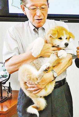 被送给俄总统普京的秋田犬“梦”