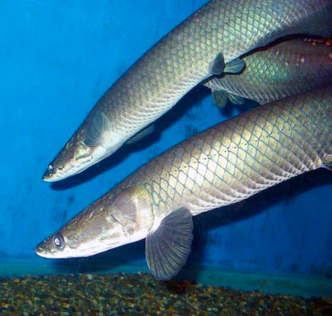 最大淡水鱼类巨骨舌鱼濒临灭绝！长度可达3米2