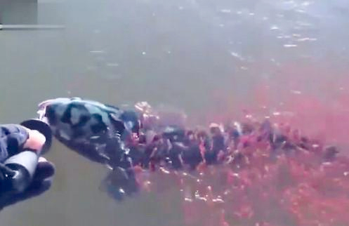 母蛇头鱼被钓起-上千只红色小鱼搏命相救3 母蛇头鱼被钓起-上千只红色小鱼搏命相救3