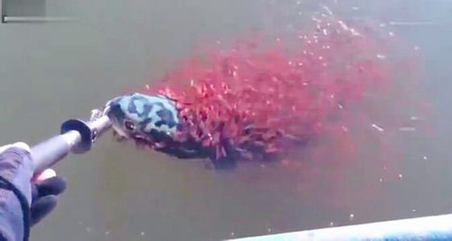 母蛇头鱼被钓起-上千只红色小鱼搏命相救2 母蛇头鱼被钓起-上千只红色小鱼搏命相救2