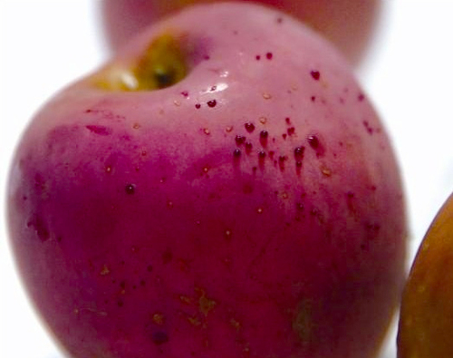 女士热水洗苹果后渗出“血滴”4 女士热水洗苹果后渗出“血滴”4