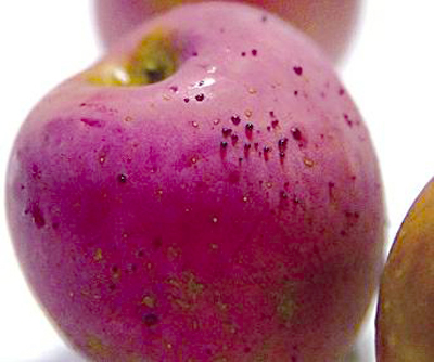 女士热水洗苹果后渗出“血滴”2 女士热水洗苹果后渗出“血滴”2