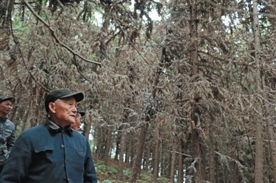 12月10日，在填埋含氟固化废料的区域，大量松树等植物死亡，而远离填埋场的树木仍郁郁葱葱。当地村民告诉记者，多年前，这里都是一片绿葱葱。