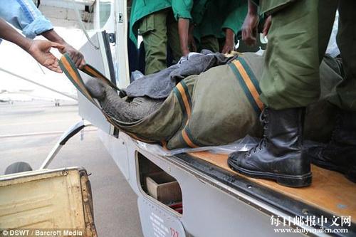 小象宝宝被带上了飞机。