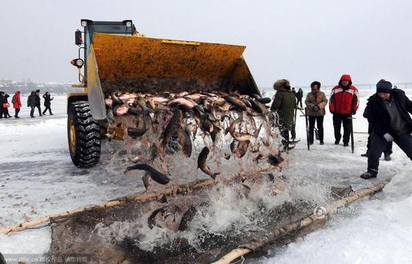 12月28日，冰城哈尔滨市道里区首届长岭湖冬捕冰钓旅游节在长岭湖国际冰钓场开幕，在冬捕区，500米长的“拉网”在渔民和拖拉机的共同努力下被缓缓拉出冰面，图为铲车将鱼倒在浸在水里的网上，等待出售。刘洋摄