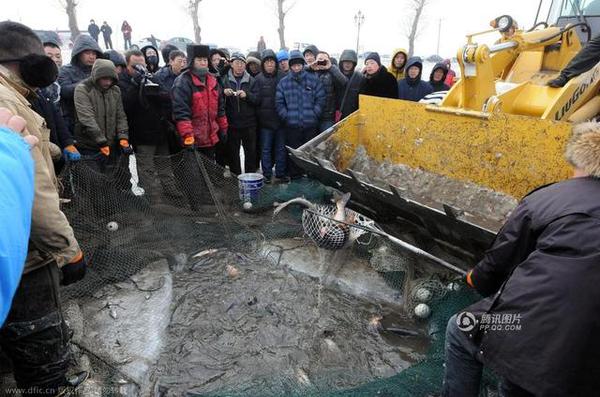 　图为现场开铲车“捞鱼”。