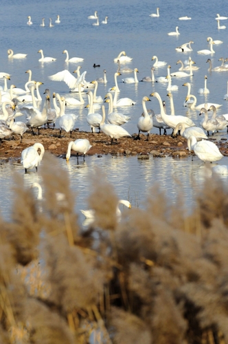 W020150118122613937826 W020150118122613937826