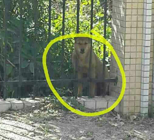 学校教官在女生宿舍楼下当场杀狗烤食5 学校教官在女生宿舍楼下当场杀狗烤食5