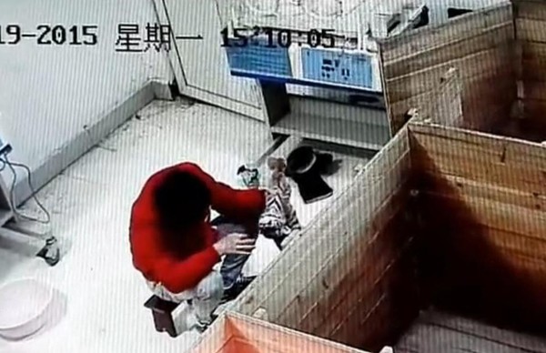 动物饲养员虐待新生华南虎1 动物饲养员虐待新生华南虎1