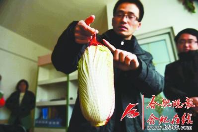 娃娃菜滞销菜农欲掩埋 80后癌友买三万斤送市民2 娃娃菜滞销菜农欲掩埋 80后癌友买三万斤送市民2