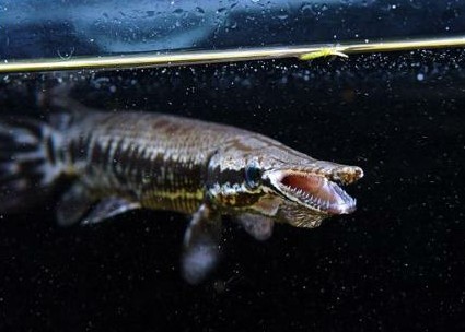 W020150126326457281161 W020150126326457281161