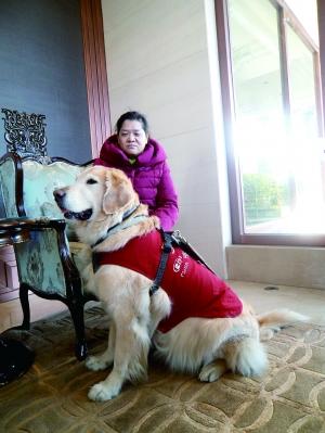 北京导盲犬生存状况调查:导盲犬走不进这座城2 北京导盲犬生存状况调查:导盲犬走不进这座城2