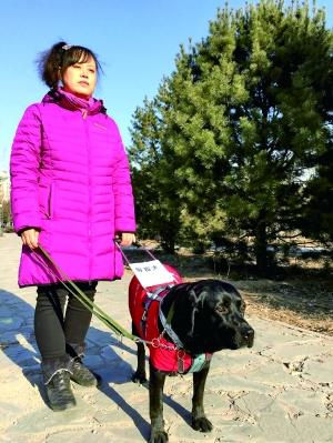 北京导盲犬生存状况调查:导盲犬走不进这座城3 北京导盲犬生存状况调查:导盲犬走不进这座城3