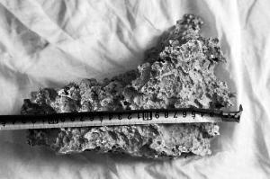 新疆一牧民捡到“狗头金”事件追踪 新疆一牧民捡到“狗头金”事件追踪