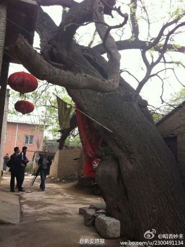 62018065eb43487cbe851c1413c4aa96 62018065eb43487cbe851c1413c4aa96