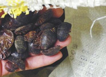 成都中药材市场被曝光2 成都中药材市场被曝光2