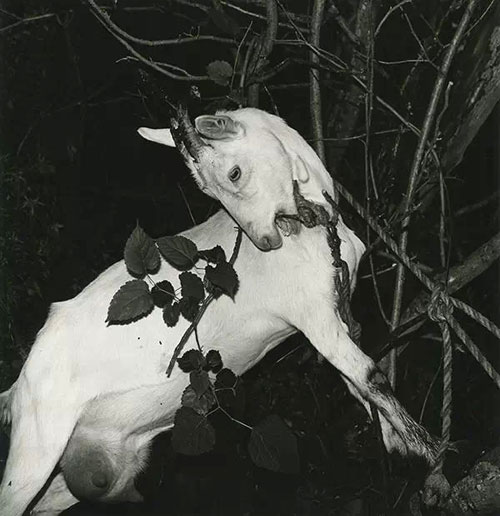 127386516_14212180699241n 127386516_14212180699241n