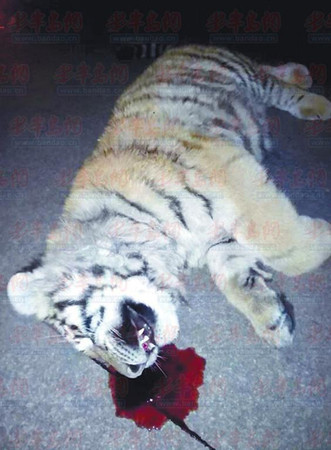 李女士夫妻俩发现的老虎。(市民供图)