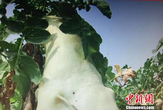 广东汕头现30斤巨型白萝卜 广东汕头现30斤巨型白萝卜