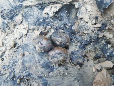 村民挖出的“古莲子” 村民挖出的“古莲子”