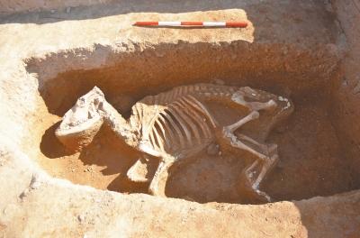 朱仓M722东汉陵园遗址动物祭祀坑 图片由洛阳市文物考古研究院提供 朱仓M722东汉陵园遗址动物祭祀坑 图片由洛阳市文物考古研究院提供