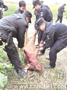 民警抬起被击毙的野猪 民警抬起被击毙的野猪