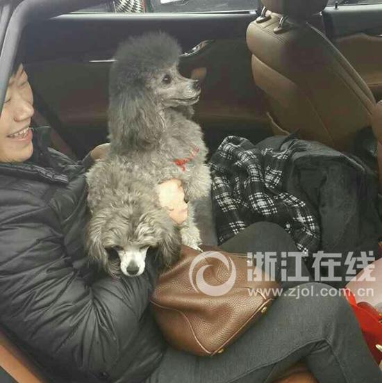 玛莎拉蒂车主被锁车外 车内贵宾犬帮忙开门1 玛莎拉蒂车主被锁车外 车内贵宾犬帮忙开门1