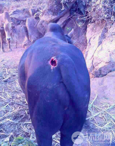 图为伤牛。