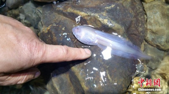 贵州遵义洞穴发现14厘米长巨无霸蝌蚪2