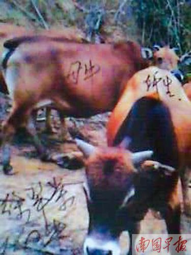 程玉华家饲养的母牛，被列入亲子鉴定范围。 程玉华供图