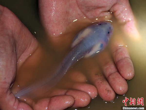 红点齿蟾1 红点齿蟾1