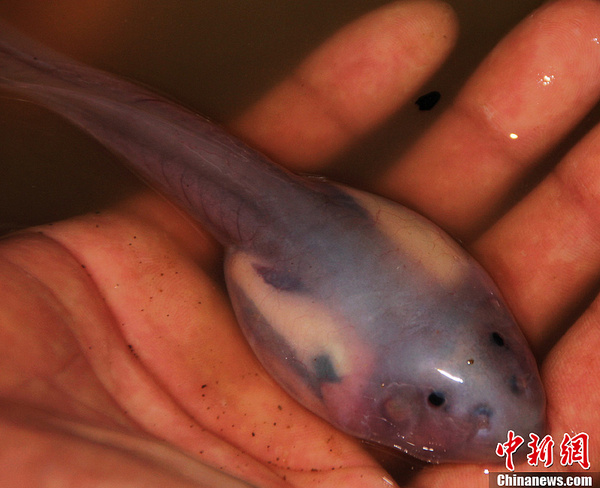 红点齿蟾2 红点齿蟾2