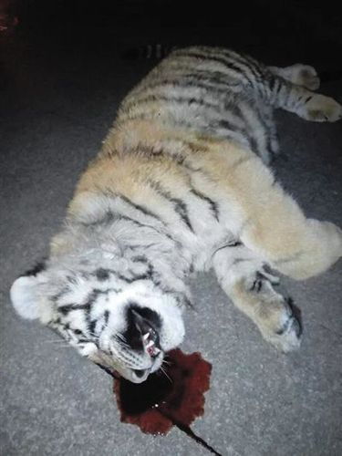 平度市民提供的老虎坠亡现场图。网络截图