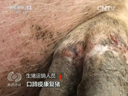 生猪运销人员称这批运往德州金锣的生猪为“口蹄疫康复猪”(视频截图) 生猪运销人员称这批运往德州金锣的生猪为“口蹄疫康复猪”(视频截图)