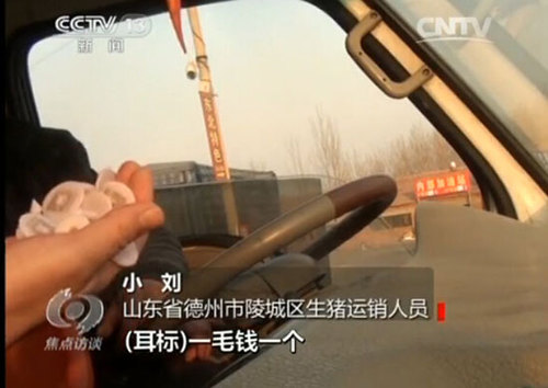 小刘称到“屠宰厂过磅的时候自己打上(耳)标”(视频截图) 小刘称到“屠宰厂过磅的时候自己打上(耳)标”(视频截图)