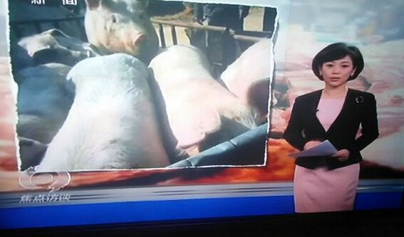 焦点访谈曝金锣使用病死猪-坑害消费者让人心寒3 焦点访谈曝金锣使用病死猪-坑害消费者让人心寒3