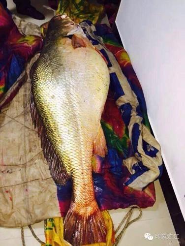 被捕黄瓜鱼网友供图 被捕黄瓜鱼网友供图
