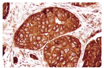 2624544084444716467 2624544084444716467